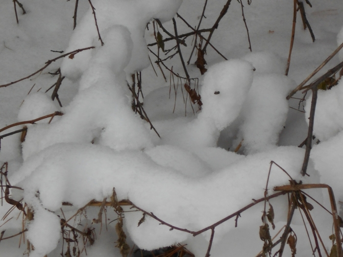 4533467_DSCN69161 (700x525, 198Kb)