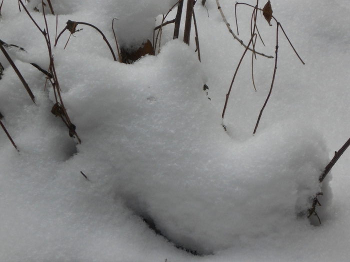 4533467_DSCN69181 (700x525, 201Kb)