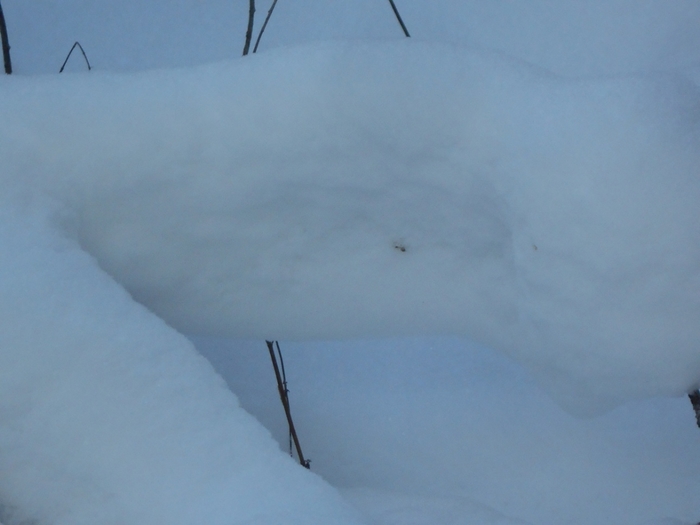 4533467_DSCN69331 (700x525, 149Kb)