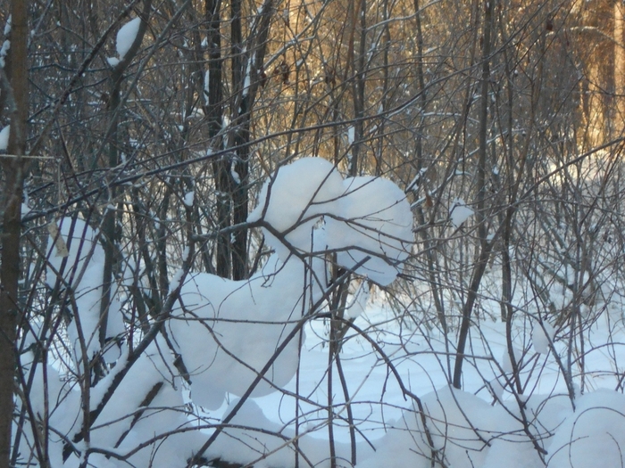 4533467_DSCN69351 (700x525, 337Kb)