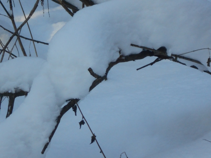 4533467_DSCN69371 (700x525, 191Kb)