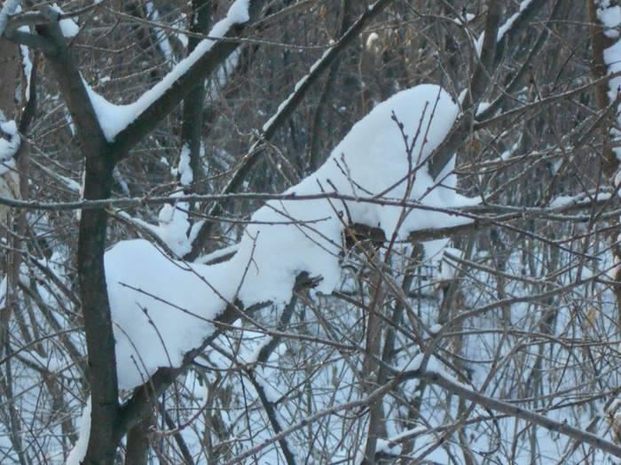 4533467_DSCN69391 (700x525, 323Kb)