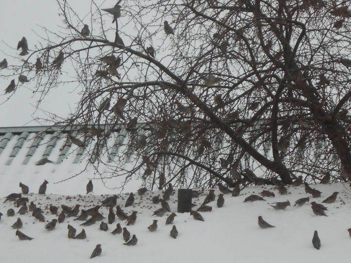 4533467_DSCN70571 (700x525, 311Kb)