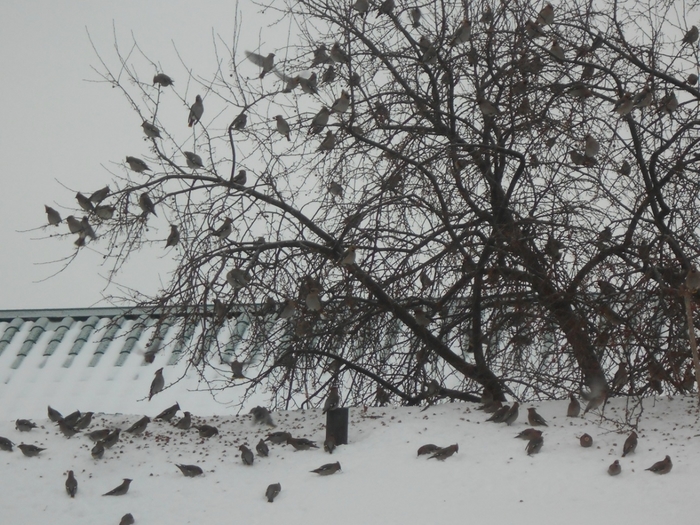 4533467_DSCN70761 (700x525, 308Kb)