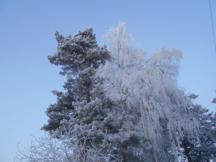 4533467_DSCN70791 (700x525, 250Kb)