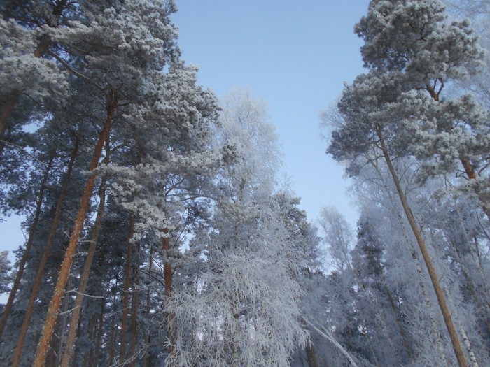 4533467_DSCN70811 (700x525, 311Kb)