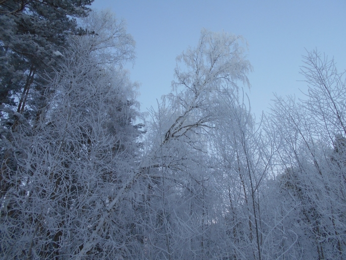 4533467_DSCN70831 (700x525, 301Kb)