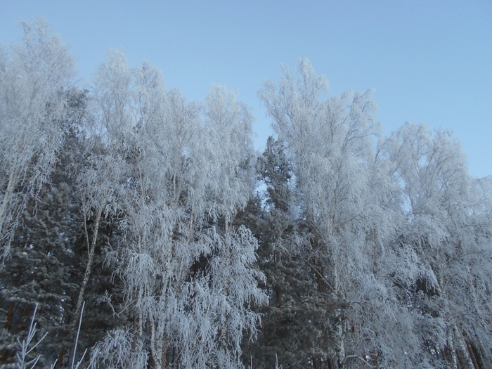 4533467_DSCN70851 (700x525, 296Kb)