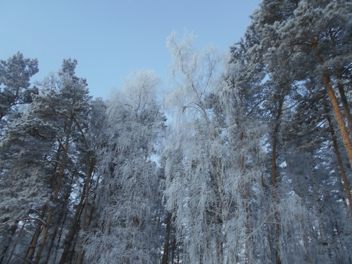 4533467_DSCN70871 (700x525, 310Kb)