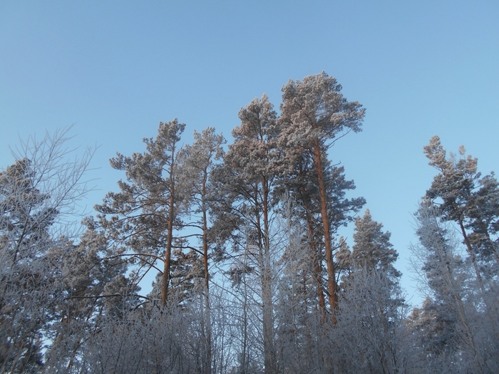 4533467_DSCN70891 (700x525, 287Kb)