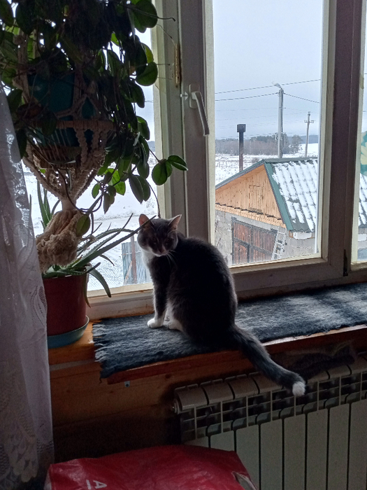 IMG_20250111_103408_122 (525x700, 402Kb)