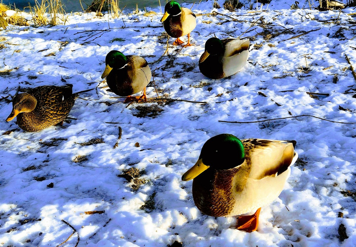 IMG_20250111_120855631 (700x485, 533Kb)