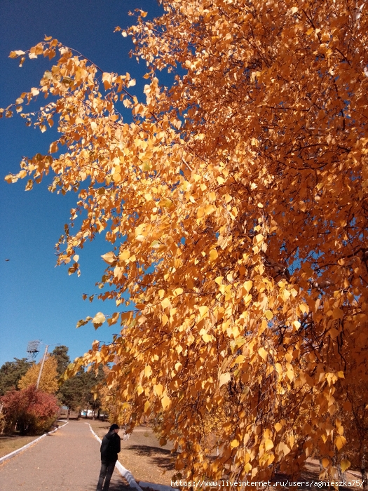 IMG_2024-09-25-13-49-43-518 (525x700, 477Kb)