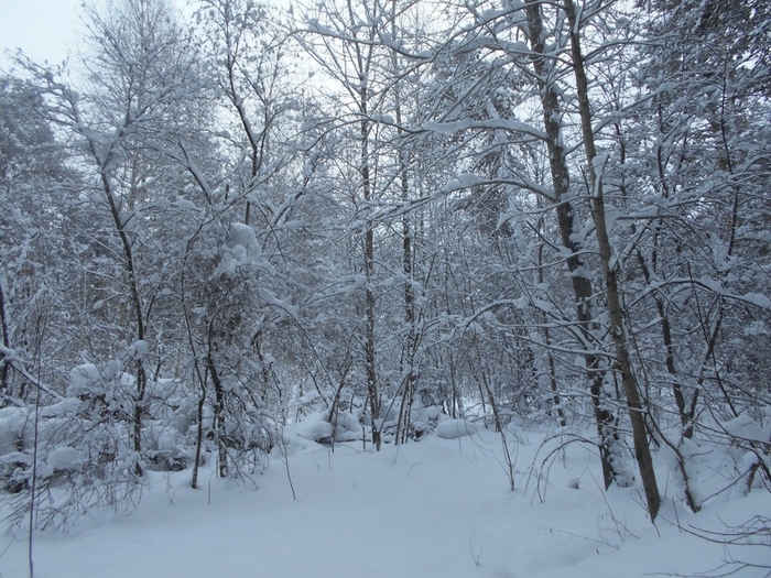 4533467_DSCN72581 (700x525, 342Kb)