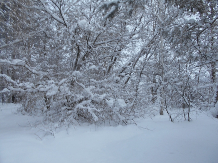 4533467_DSCN72621 (700x525, 282Kb)