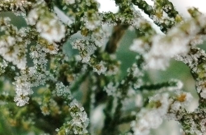 0032 (700x458, 128Kb)
