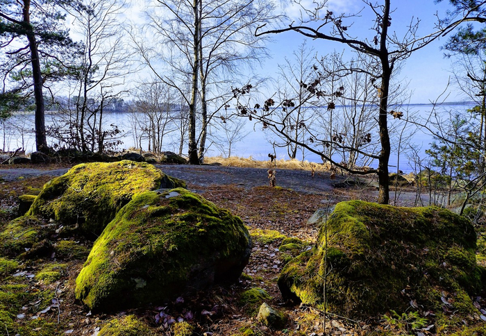 IMG_20250309_135951123_HDR (700x484, 570Kb)