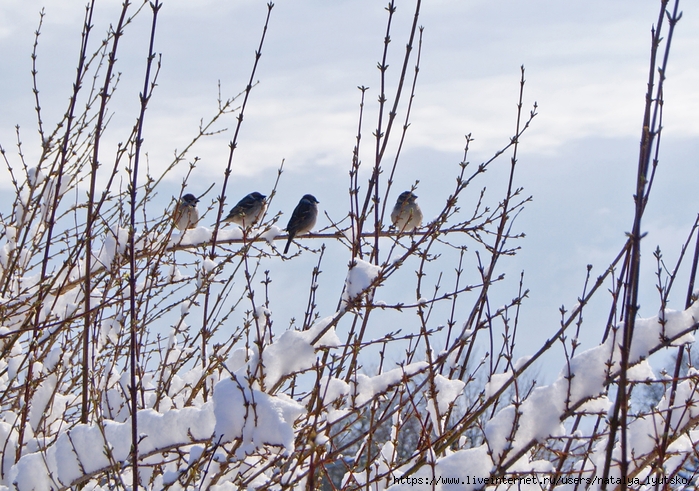 DSC03599 (700x491, 353Kb)