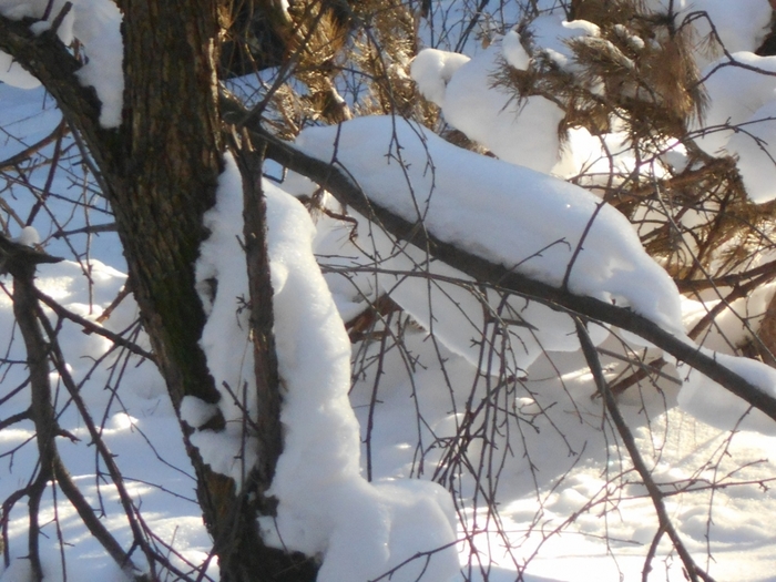 4533467_DSCN71551 (700x525, 288Kb)
