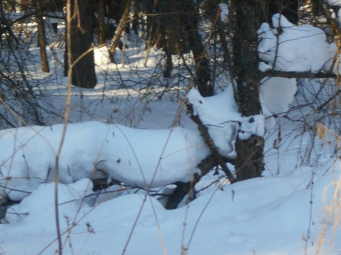 4533467_DSCN71671 (700x525, 263Kb)