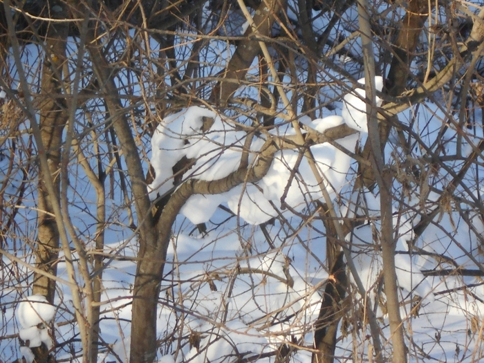 4533467_DSCN71701 (700x525, 346Kb)