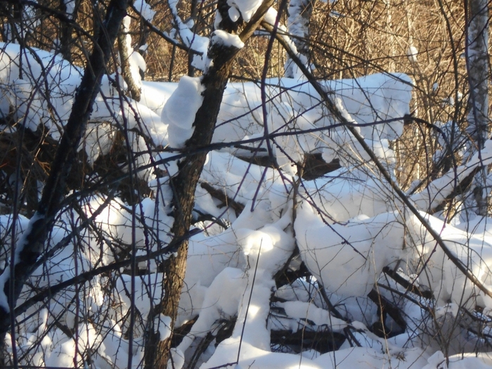 4533467_DSCN71721 (700x525, 344Kb)