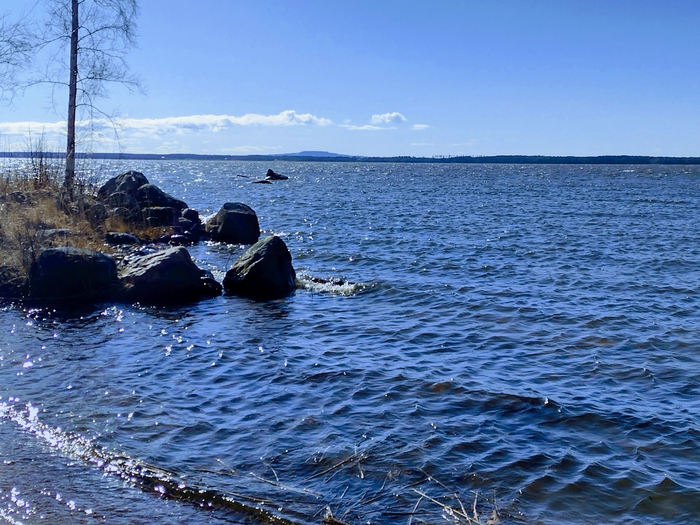 IMG_20250316_141451326_HDR (700x525, 441Kb)