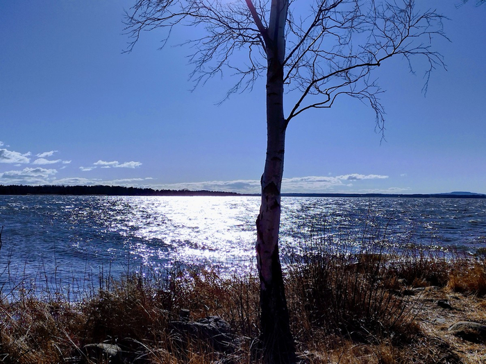 IMG_20250316_142707418_HDR (700x525, 447Kb)