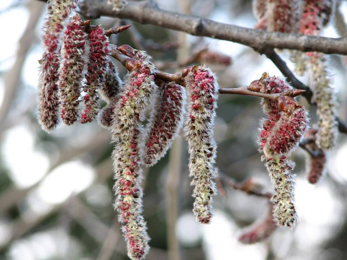 img_1088 (700x525, 358Kb)