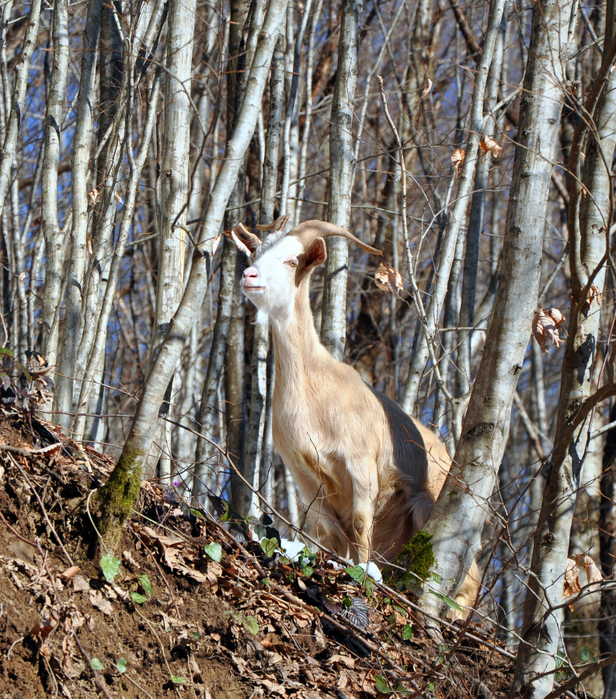 DSC_6563 (616x700, 723Kb)