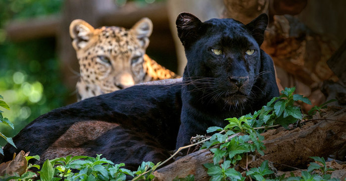black-leopard-page_2019-03-26 (700x366, 77Kb)