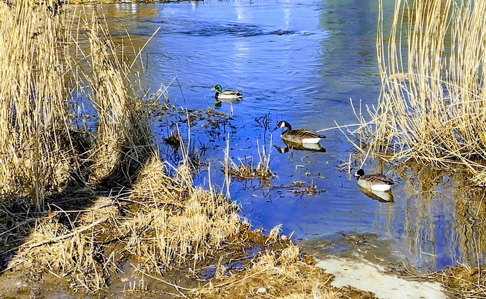 IMG_20250320_140133191_HDR (700x431, 536Kb)