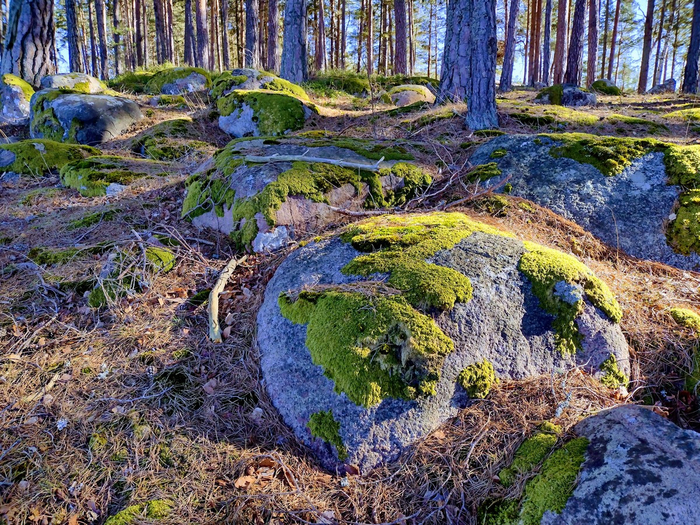 IMG_20250322_140820903_HDR (700x525, 631Kb)