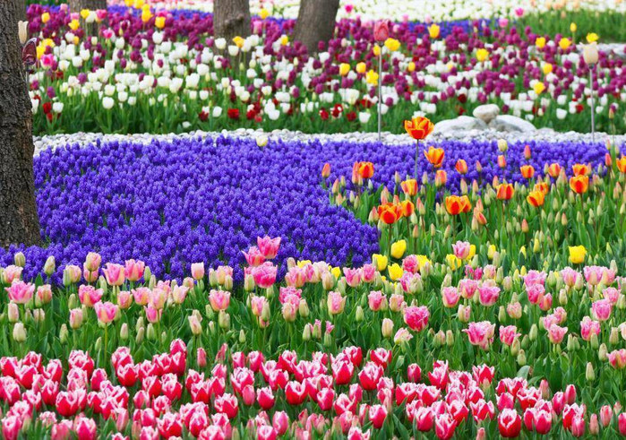 istanbul-29tulip (900x691, 210Kb)