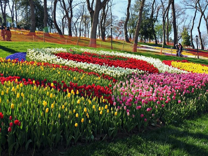 Tulip+displays+in+Emirgan+Park+in+Istanbul+resized (900x725, 162Kb)