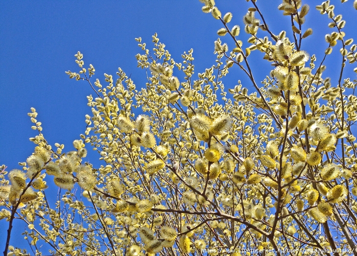IMG_20250329_095606_1 (700x501, 463Kb)