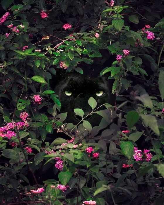 ltk2WYWh5z0 (560x700, 194Kb)