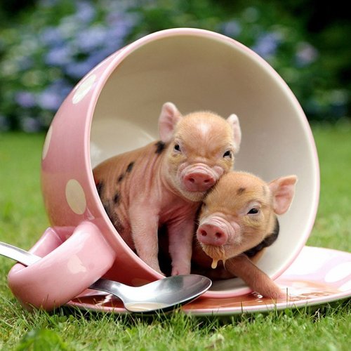 4674007_mini_svinki_8 (500x500, 49Kb)