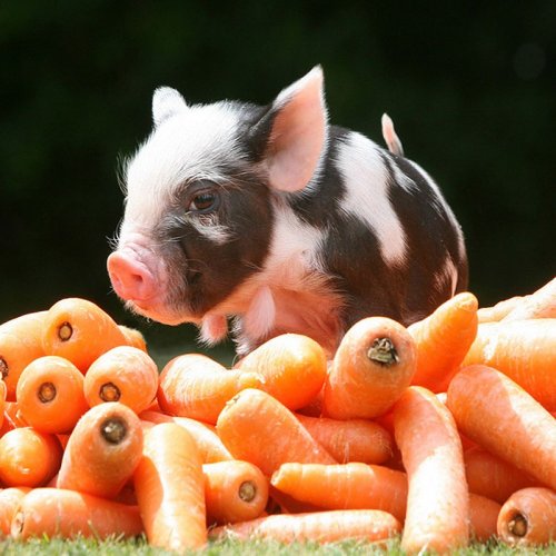 4674007_mini_svinki_20 (500x500, 50Kb)