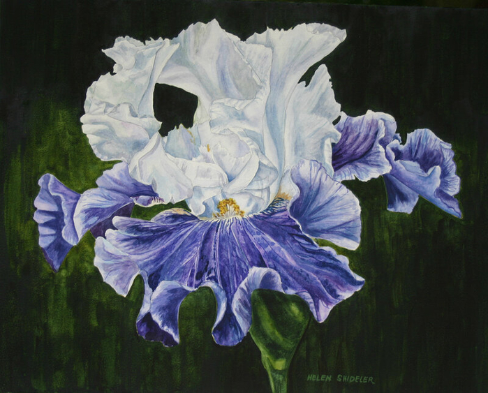 Blue Taffeta (700x563, 413Kb)