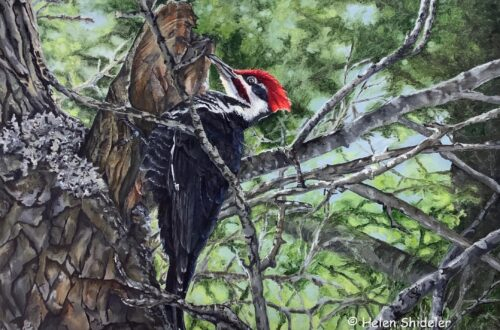 Striking-VIsitor-by-Helen-Shideler-500x330 (500x330, 180Kb)