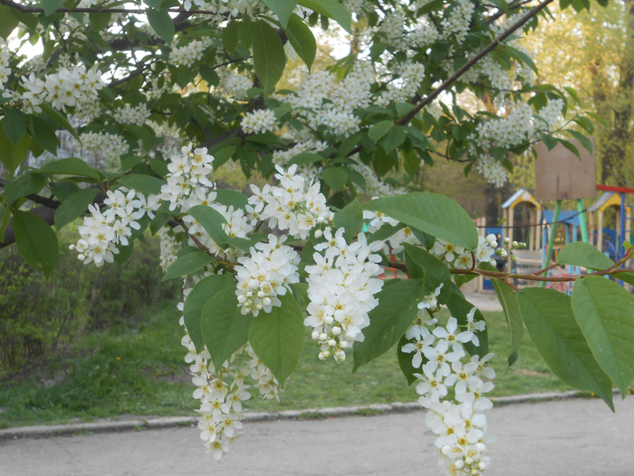 DSCN5987 (700x525, 504Kb)