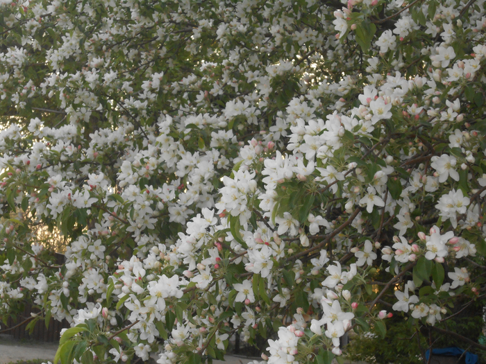 DSCN5999 (700x525, 552Kb)