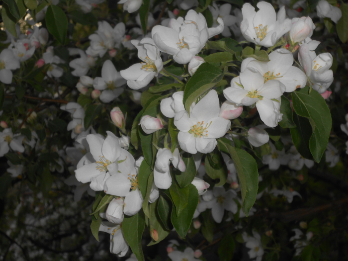 DSCN6003 (700x525, 347Kb)