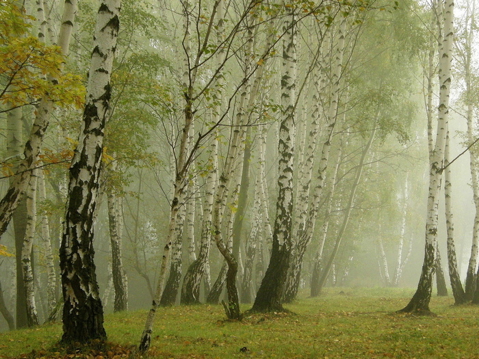 setwalls.ru-55336 (700x525, 247Kb)