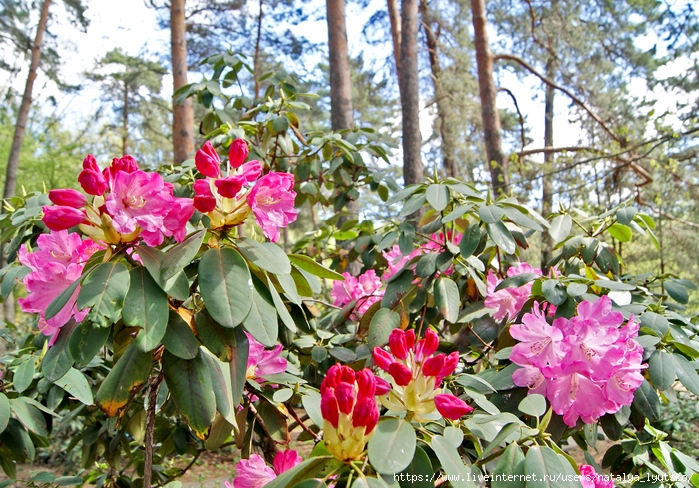 DSC04405 (700x488, 416Kb)