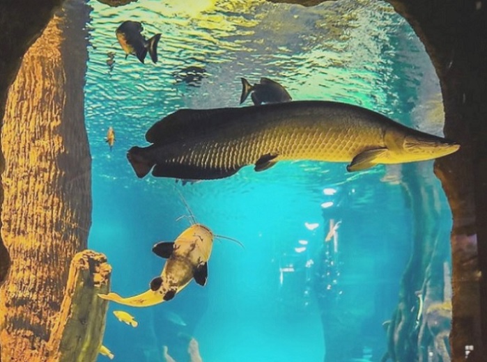 4752699_arapaima1a (700x520, 117Kb)