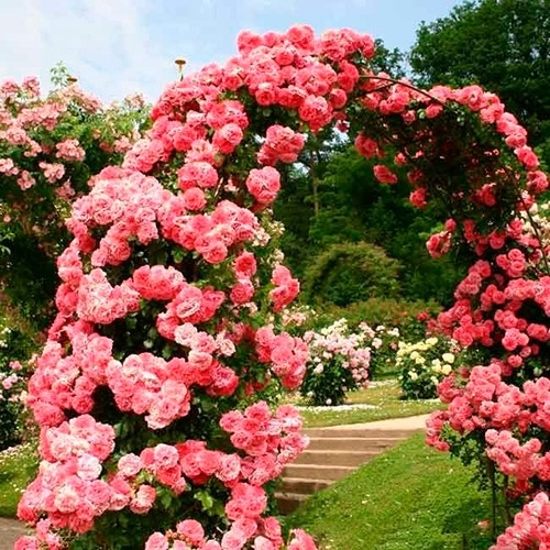 roza_pletistaya_rozarium_utersen_rosarium_uetersen-12642645670307 (900x900, 148Kb)
