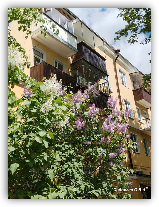 IMG_20250430_131552 (539x700, 522Kb)