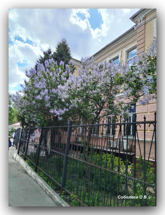 IMG_20250430_131749 (539x700, 455Kb)